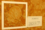 kaseki01.jpg